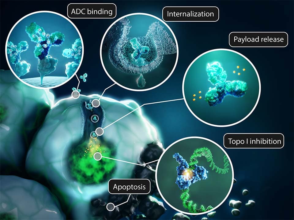 ADC Infographic