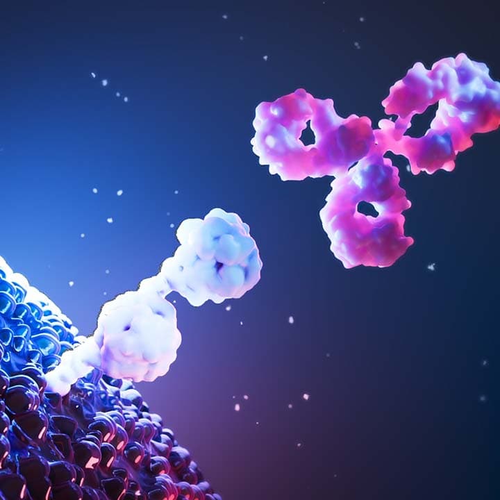 Antibody binding