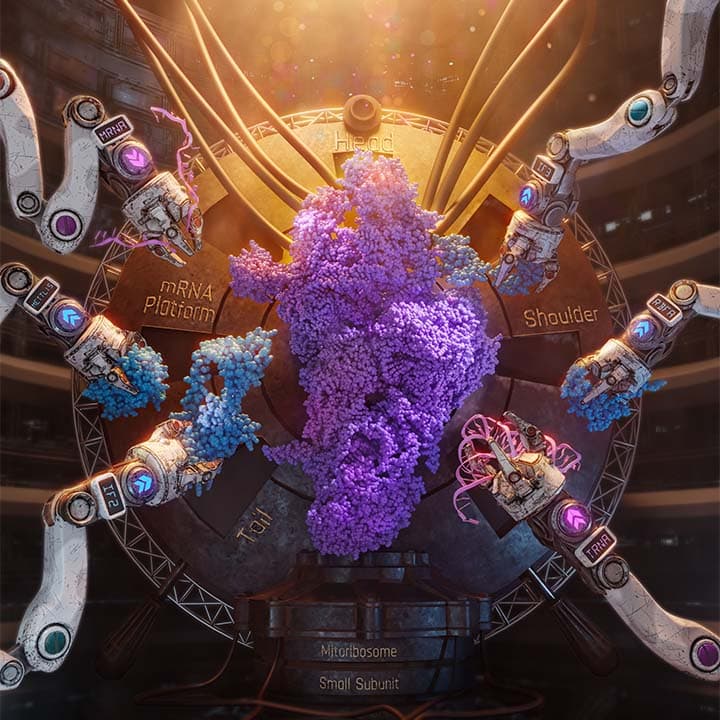 Mitoribosome Assembly