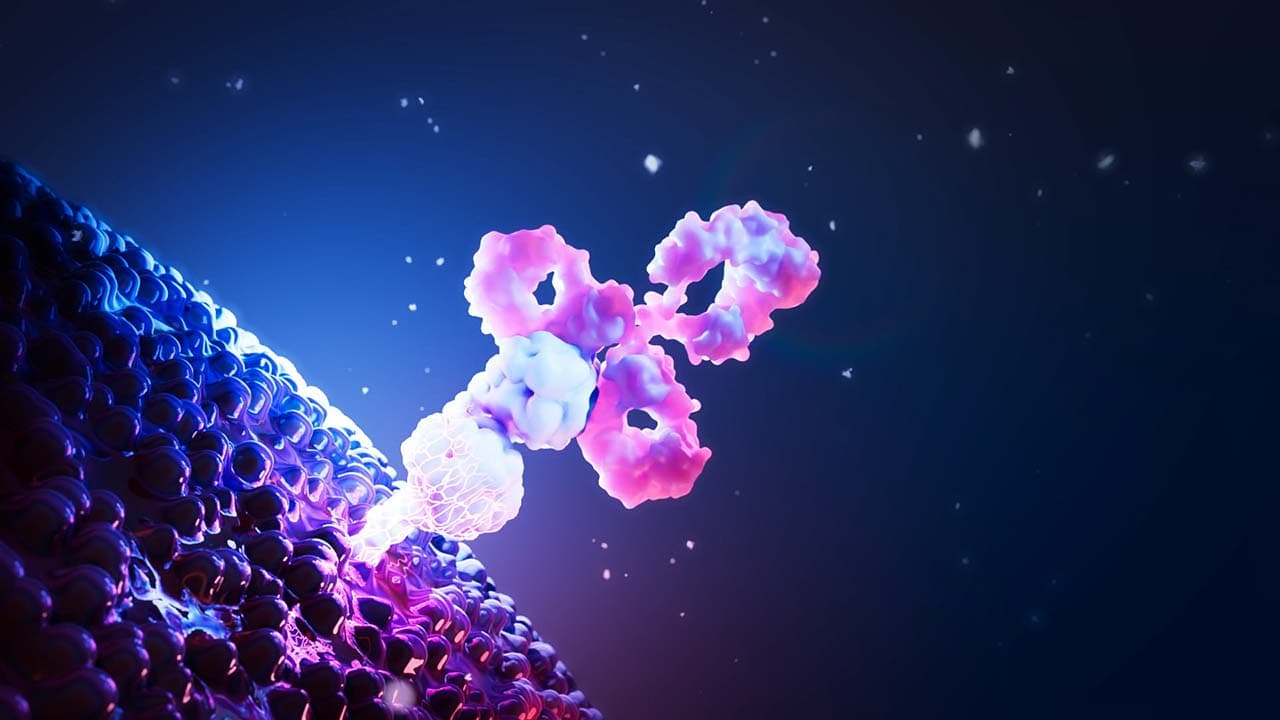 Antibody binding to receptor